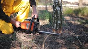 Best Commercial Tree Services  in Nissequogue, NY