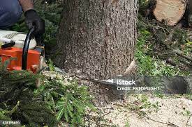  Nissequogue, NY Tree Removal Pros