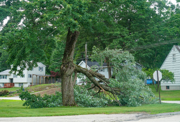 Best Utility Line Clearance  in Nissequogue, NY