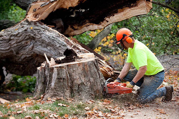 Best Storm Damage Tree Cleanup  in Nissequogue, NY