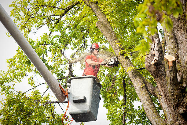 Mulching Services in Nissequogue, NY