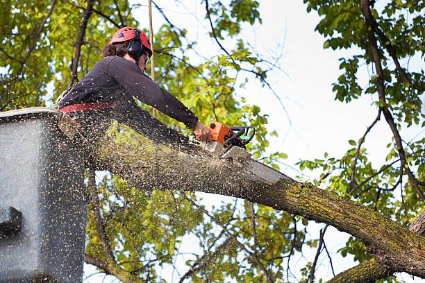 Best Lawn Disease Treatment  in Nissequogue, NY