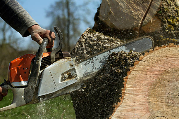 Best Arborist Consultation Services  in Nissequogue, NY