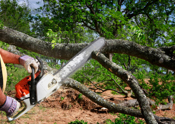 Best Tree Cabling and Bracing  in Nissequogue, NY