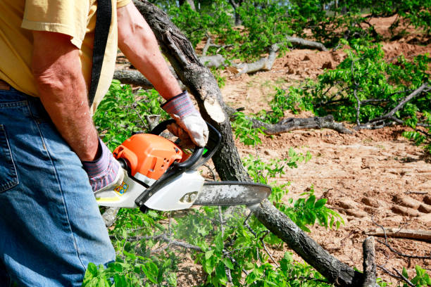 Best Leaf Removal  in Nissequogue, NY